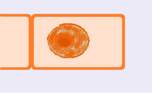 Diagrammatic representation of an onion root tip cell during prophase. Credit: MicroscopeMaster.com