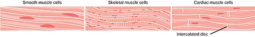 heart cell diagram