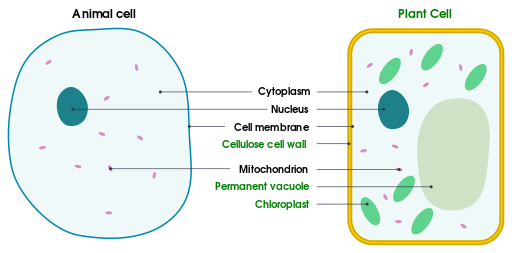 A simple diagram comparing an animal cell and plant leaf cell by domdomegg / CC BY (https://creativecommons.org/licenses/by/4.0)