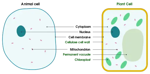 Cell Membrane - Definition, Function/Structure, Animal ...