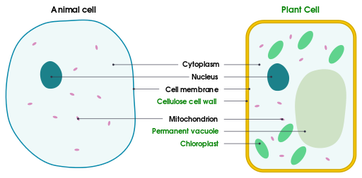 Cell Membrane - Definition, Function/Structure, Animal/Plant cell