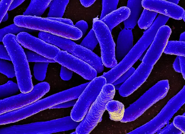 E Coli Under The Microscope Types Techniques Gram Stain Hanging Drop Method