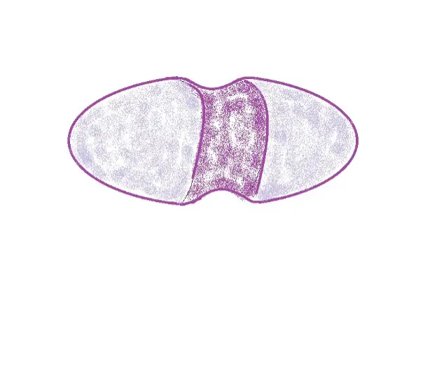 Diagrammatic representation of an Enterococcus cell. Credit: MicroscopeMaster.com