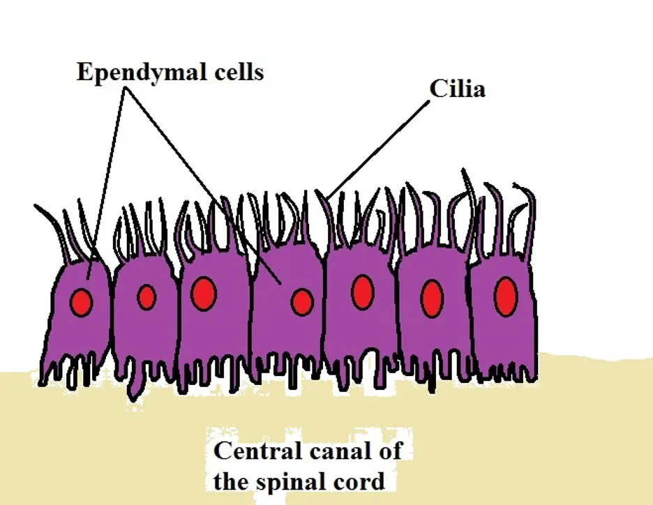 Ependymal cells. Credit: MicroscopeMaster.com