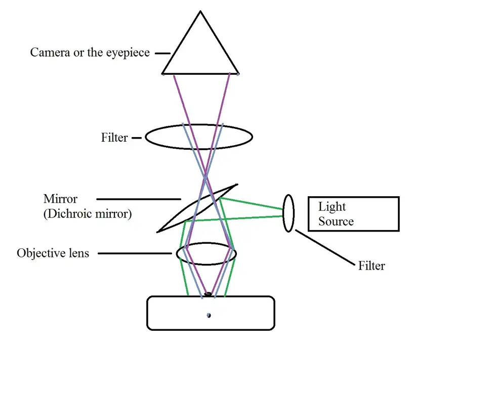 * In this diagrammatic representation, it's possible to see the light path in an epifluorescence microscope.