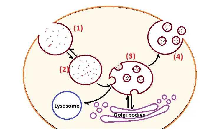 Diagrammatic representation of exosomes biogenesis. Credit: MicroscopeMaster