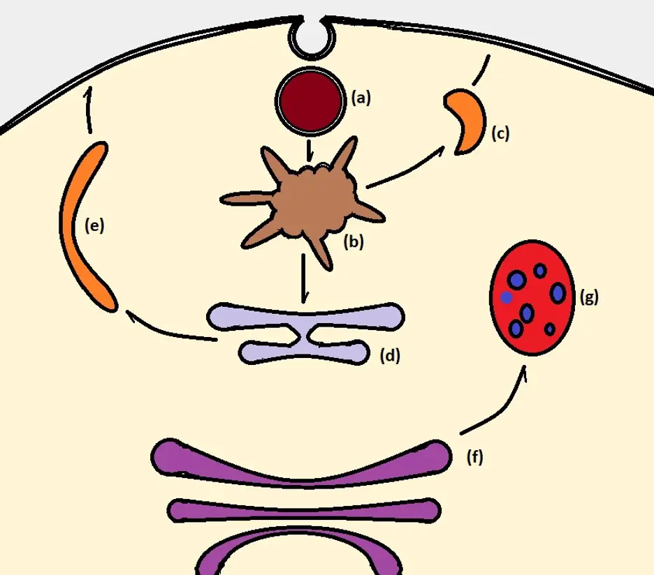 Diagram of functions of the three types of endosomes. Credit: MicroscopeMaster.com