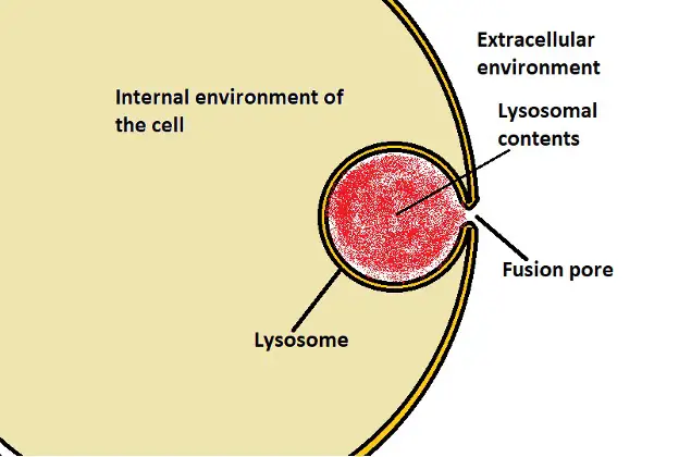 Diagrammatic representation of a fusion pore. Credit: MicroscopeMaster.com