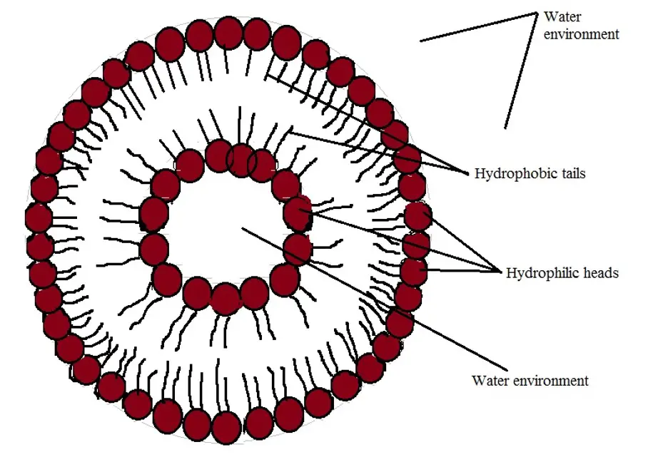 17+ Cell Membrane Definition Simple Images