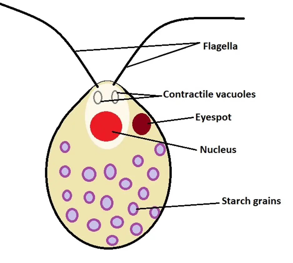 Saprophytic Algae, Genus Polytoma are single-celled eukaryotes. Credit: MicroscopeMaster.com