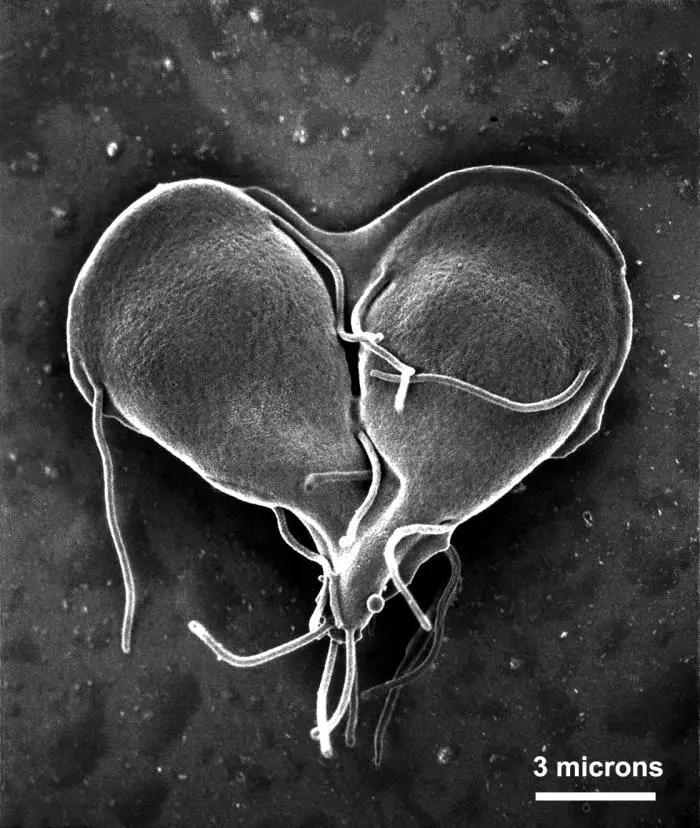 Scanning electron micrograph of a Giardia lamblia protozoan dividing into two in late stage of cell division, producing a heart-shaped form. CDC/ Dr. Stan Erlandsen, Source:Public Health Image Library