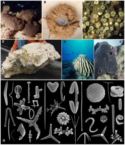 Global Diversity of Phylum Porifera by Van Soest R, Boury-Esnault N, Vacelet J,et al. CC BY 3.0 <https://creativecommons.org/licenses/by/3.0>, via Wikimedia Commons