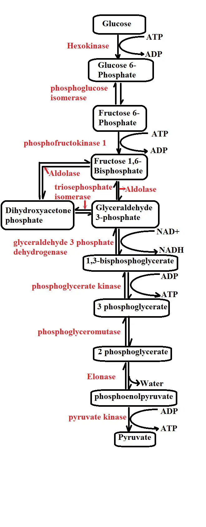 Glycolysis diagrammatic representation by MicroscopeMaster.com