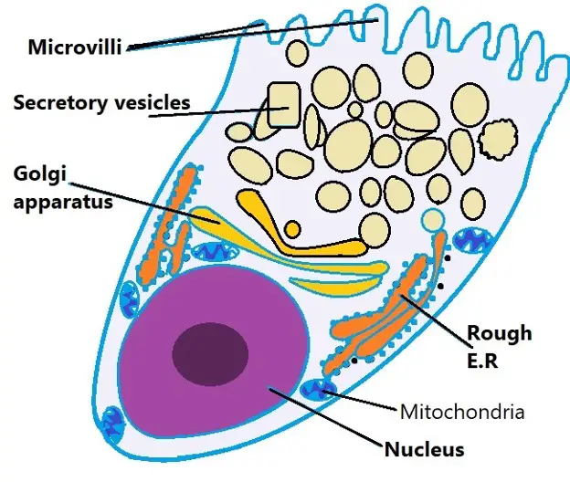 Goblet cell diagram. Credit: MicroscopeMaster.com