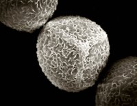 pollen grain by scanning electron microscope