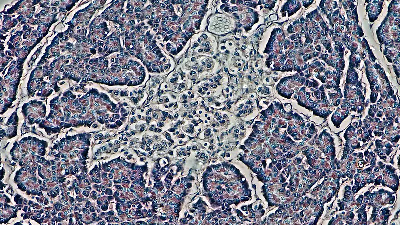 Islet of Langerhans in Human Pancreas  magnification: 200x by phase contrast hematoxylin eosin stain, public domain
