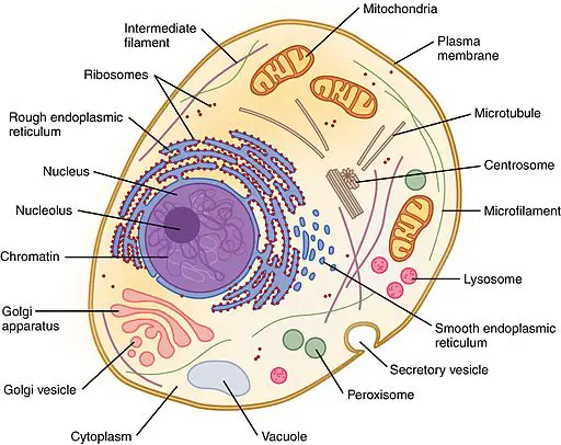 Cell Components And Functions Chart