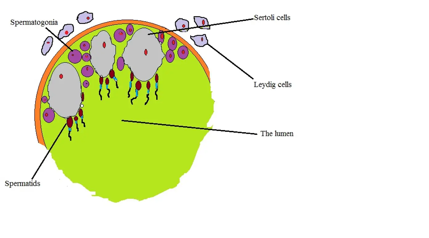 diagrammatic representation of Sertoli cells and Leydig cells localization