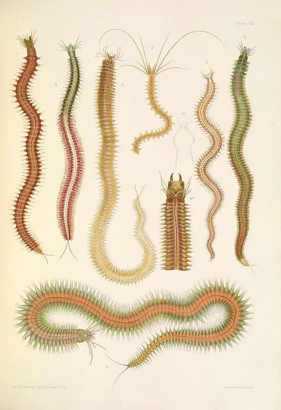 Marine Annelids by Biodiversity Heritage Library, Public Domain on Flickr.com