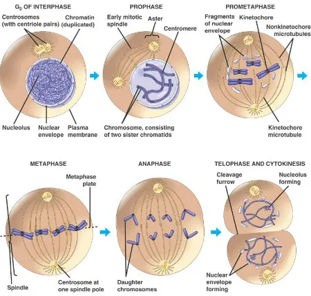 Types Of Cell Division Definition Mitosis Meiosis Binary Fission