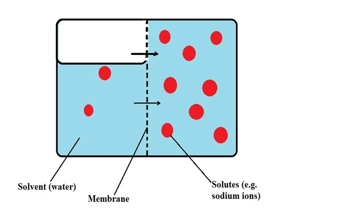 Passive Diffusion ; How a higher concentration of solutes (represented by large red dots) on one side of the membrane influence the movement of the solvent. Credit: MicroscopeMaster.com