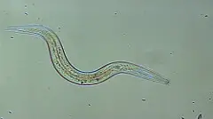 K-State Research and Extension - Flickr.com. Unaltered.Bacterial-feeding nematodes-Acrobeles are common inhabitants of agricultural soil. The actual length of this nematode is less than 1 mm.