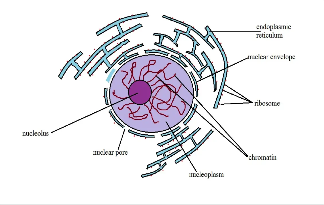 Nucleus - Definition, Structure &amp; Function, Cellular vs Atomic Nuclei