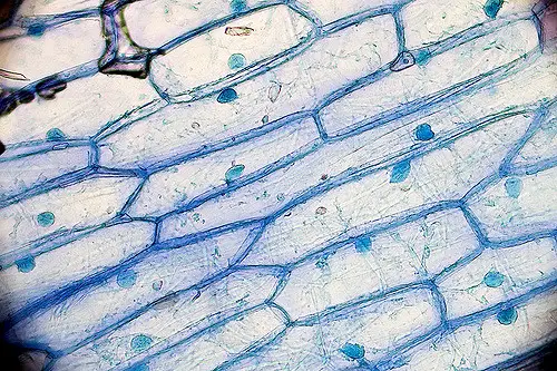 onion epidermal cells under microscope