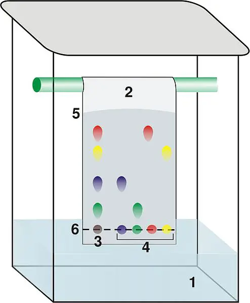 Paper and thin Layer Chromatography By No machine-readable author provided. Dubaj~commonswiki assumed (based on copyright claims). [Public domain], via Wikimedia Commons