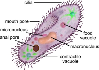 Kingdom Protista Chart Answers