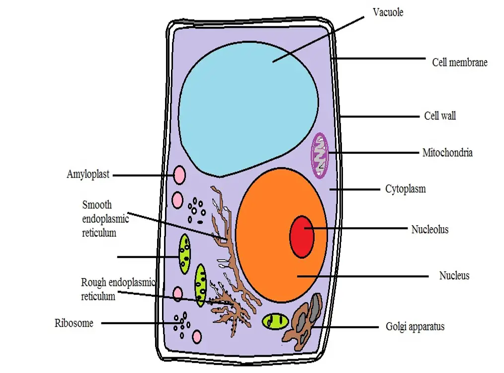 Featured image of post Plant Cell Vs Animal Cell Cytoskeleton / Centrioles are present in all animal cells but only in lower plant forms such as chlamydomonas.