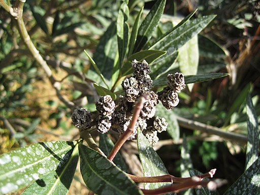 Pseudomonas syringae pv. savastanoi bacterial gall on Nerium Oleander, Coín, Spain by Bj.schoenmakers, CC0, via Wikimedia Commons