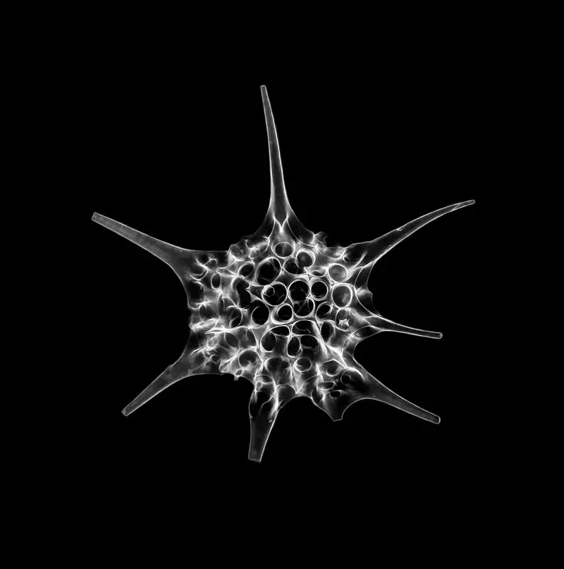 Radiolarians by Picturepest on Flicr.com, image unaltered. Site: Barbados Alter / Age: approx. 32-35 million years (late Eocene - early Oligocene), https://creativecommons.org/licenses/by/2.0/