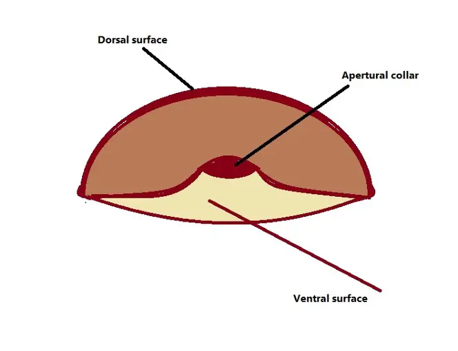 Diagrammatic representation of Arcella shell. Credit: MicroscopeMaster.com.