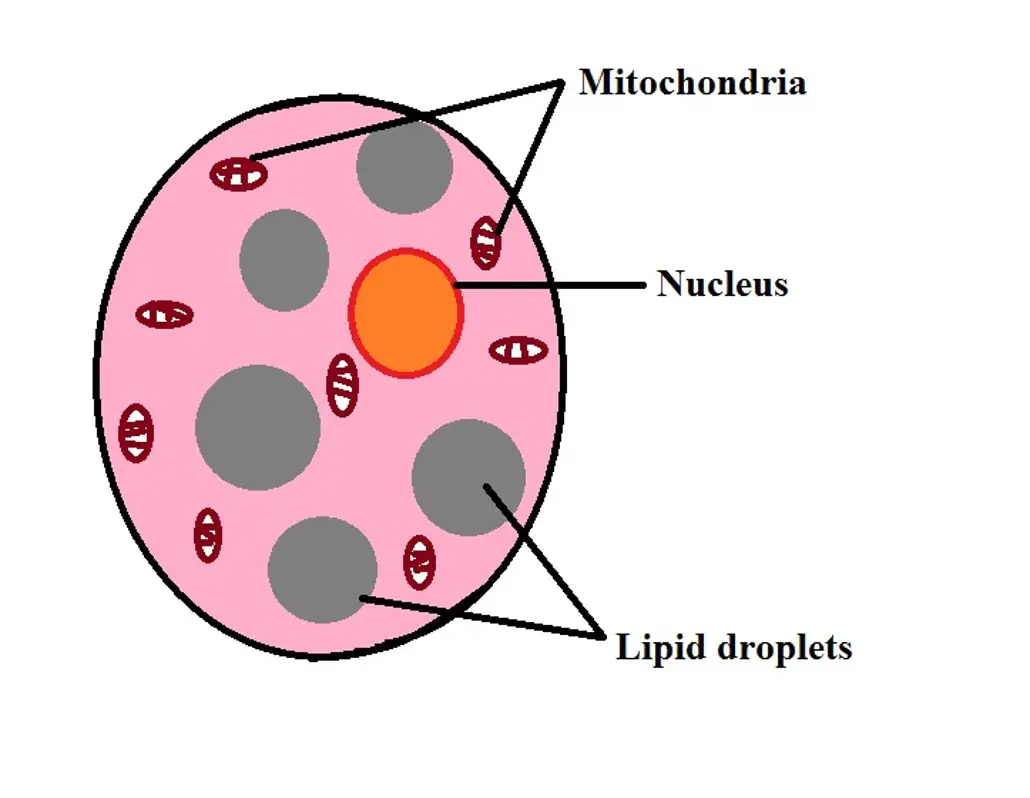 Diagrammatic representation of a beige adipocyte. Credit: MicroscopeMaster.com
