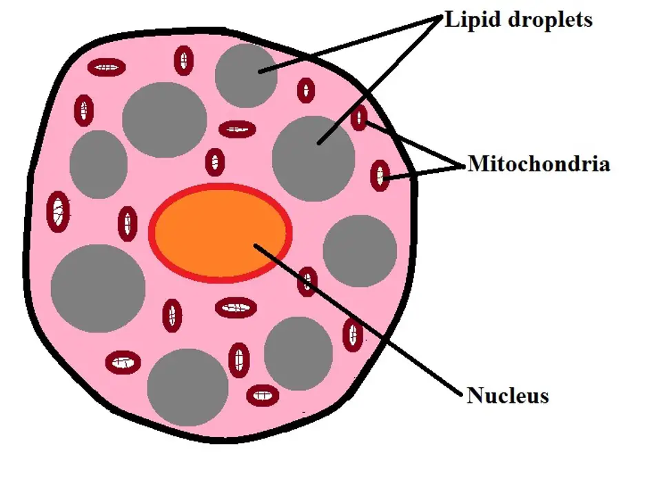 Diagrammatic representation of a brown adipocyte. Credit:  MicroscopeMaster.com