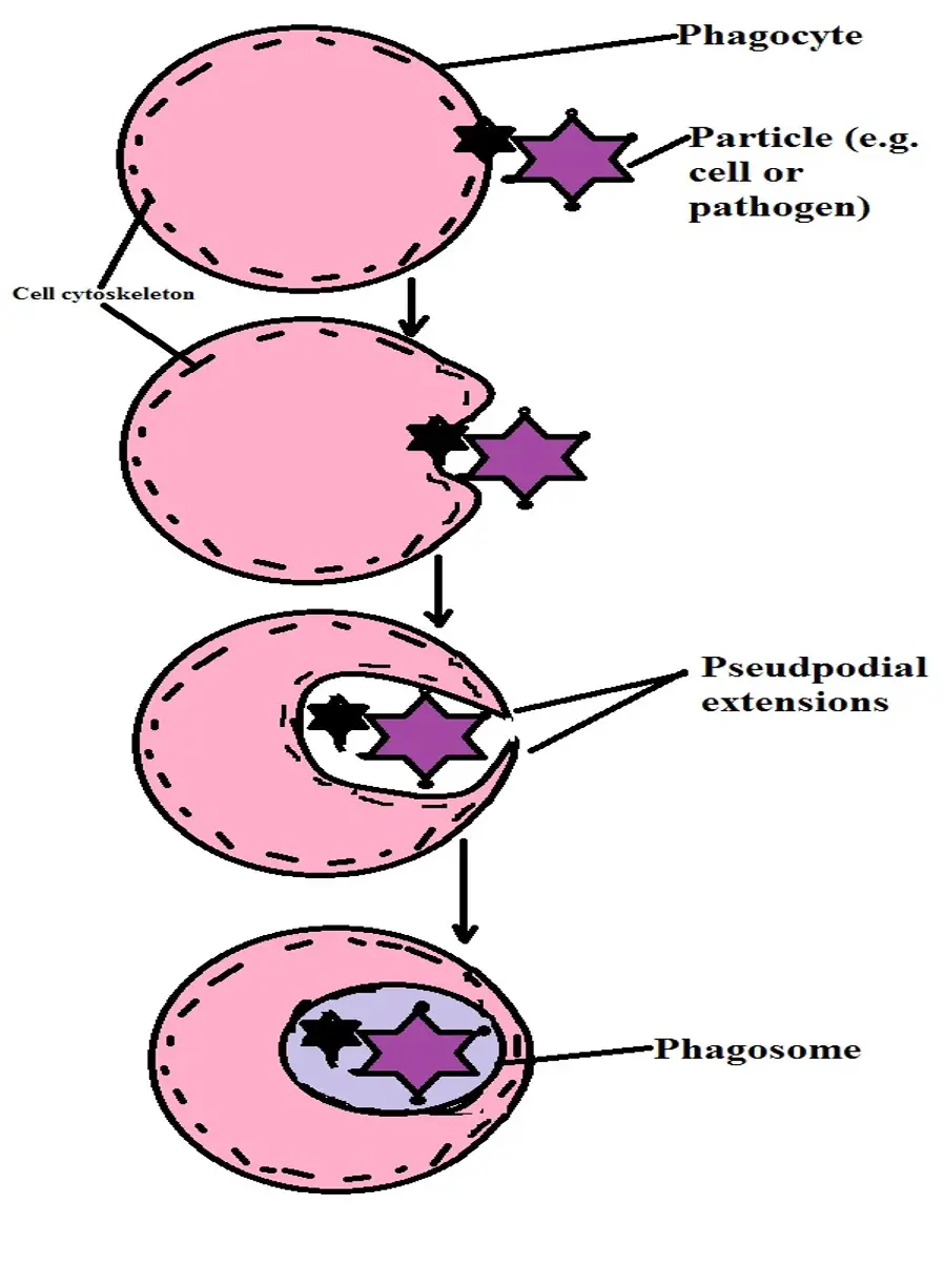 Diagrammatic representation of phagocytosis. Credit: MicroscopeMaster.com