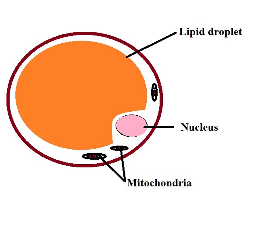 Diagrammatic representation of a white adipocyte. Credit: MicroscopeMaster.com