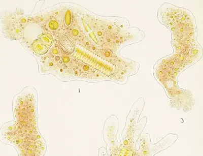 Image from page 170 of "The British freshwater Rhizopoda and Heliozoa" (1905), no known copyright restrictions, taken from Flickr.com, image unaltered.