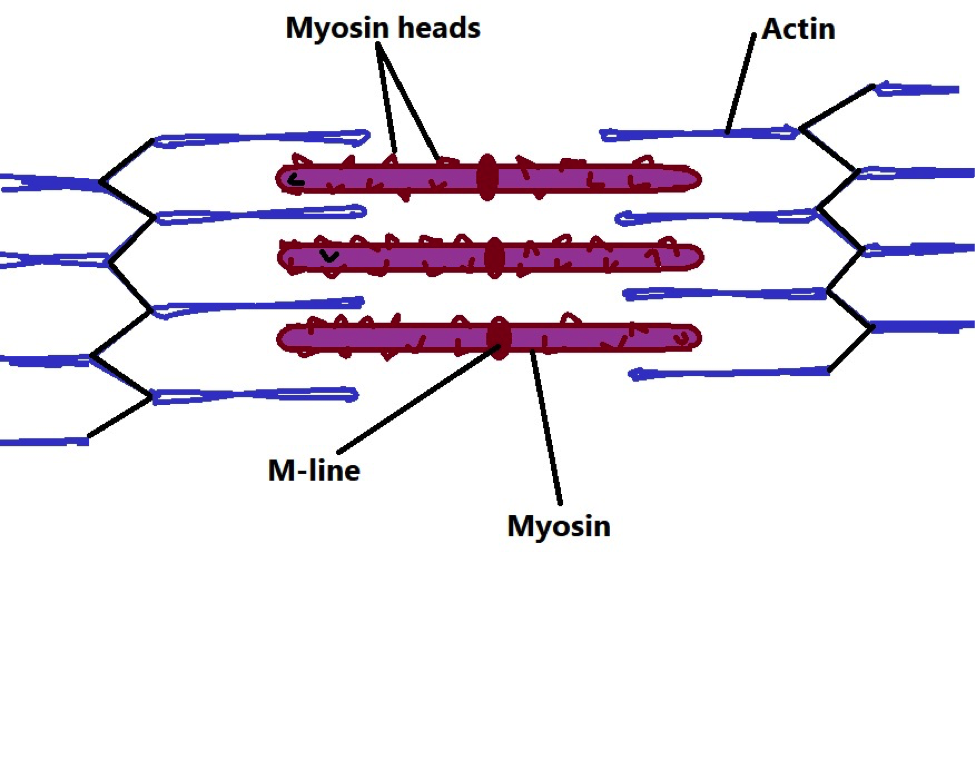 Diagrammatic representation of a sarcomere. Credit: MicroscopeMaster.com.