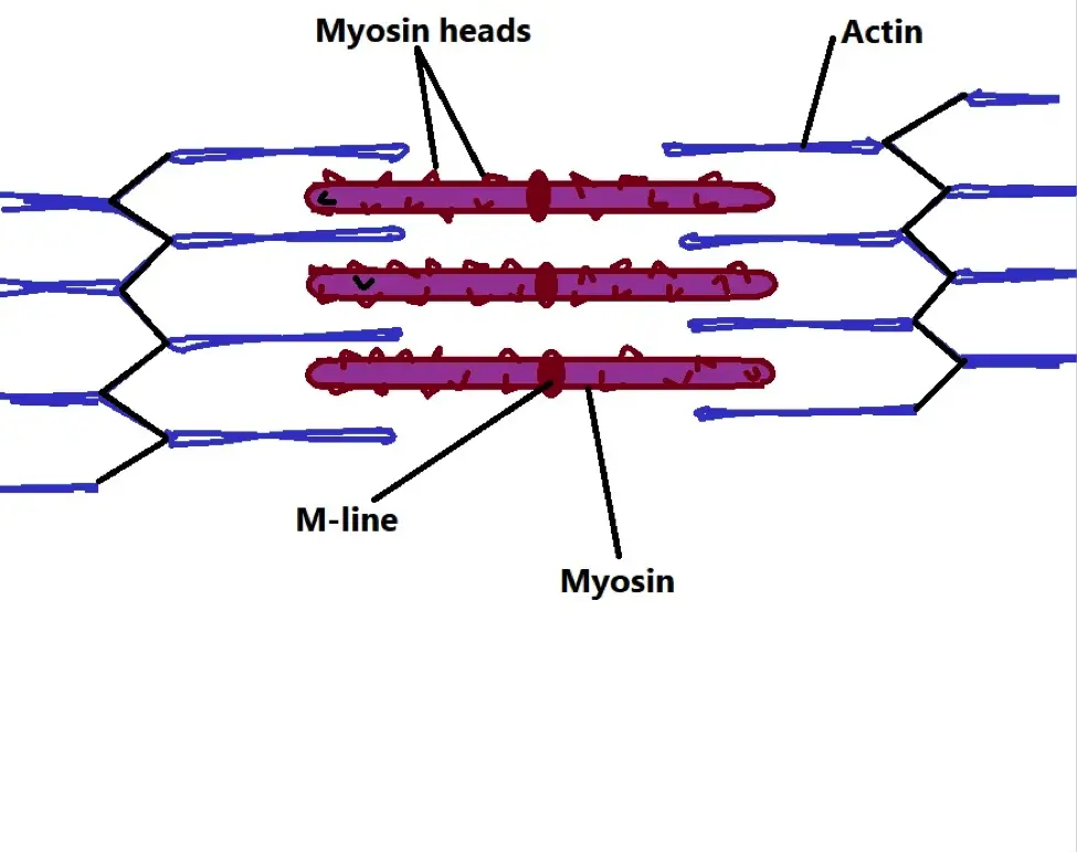 Sarcomere Diagram