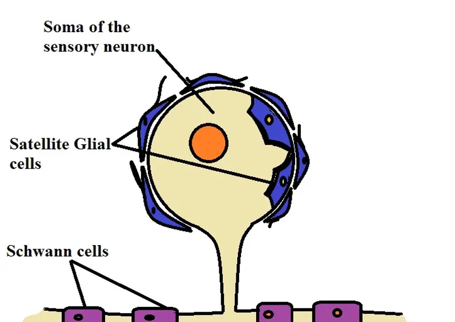 Satellite Glial Cells.  Credit: MicroscopeMaster.com