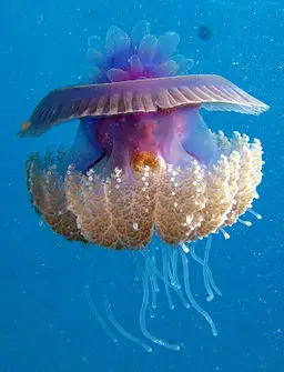 Cauliflower Jellyfish by Derek Keats, CC BY-SA 2.0 <https://creativecommons.org/licenses/by-sa/2.0>, via Wikimedia Commons