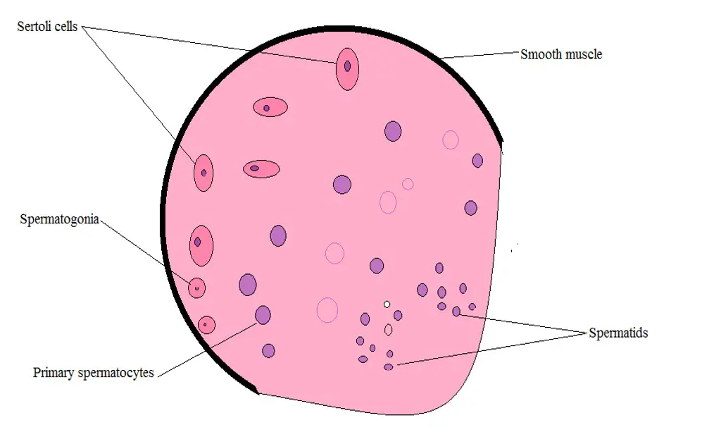 Diagrammatic representation of how Sertoli cells (within the seminiferous tubules) appear under the microscope