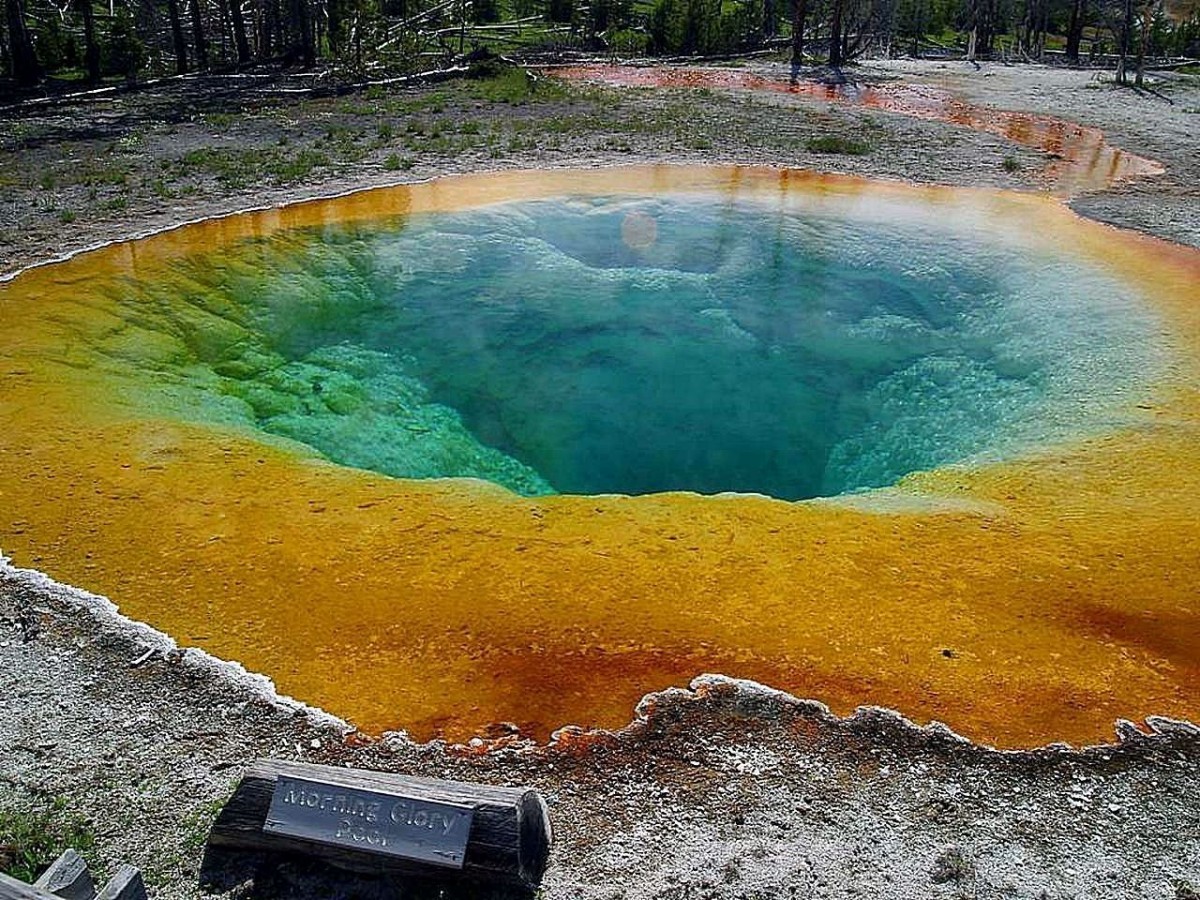 purple sulfur bacteria