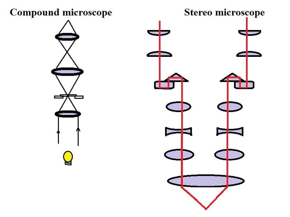 Comparison: General path of light in a stereo and compound microscope. Credit: MicroscopeMaster.com