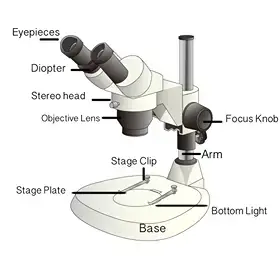 Dissecting Stereo Microscope Parts And Functions