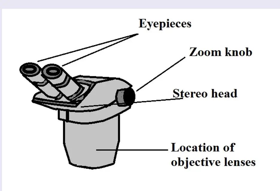 Stereo Microscope head. Credit: MicroscopeMaster.com