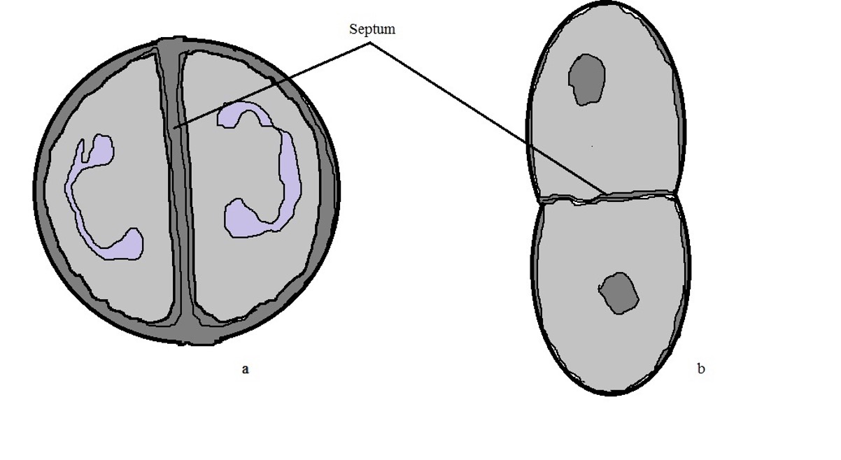 Diagrammatic representation of cocci cells (staphylococcus and streptococcus) that have completed septum formation (under an electron microscope), Credit:MicroscopeMaster.com