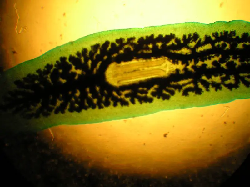  Class Turbellaria  Characteristics Habitat Reproduction 